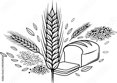 Ear of Wheat and Grain Isolated on White Background – Organic Agriculture, Barley, Rice, Millet, Natural Food and Bread Crop Vector Illustration
