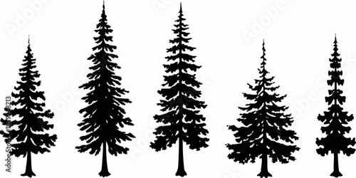 A simple black and white illustration of several coniferous evergreen trees