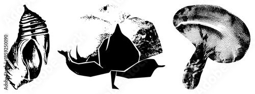 three stylized natural forms in black and white halftone