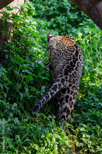 Canvas Print A powerful spotted leopard rests among the branches of a jungle tree, showcasing