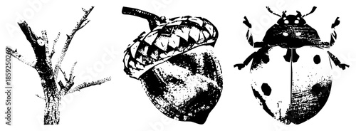 tree branch acorn ladybug vector set
