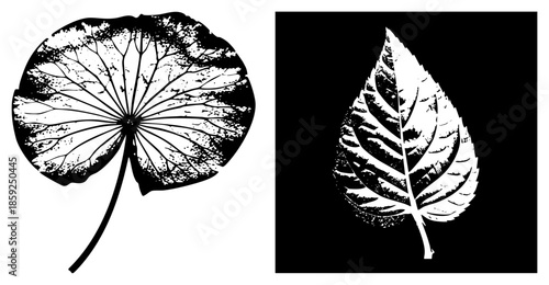 lotus leaf and maple leaf vector silhouettes