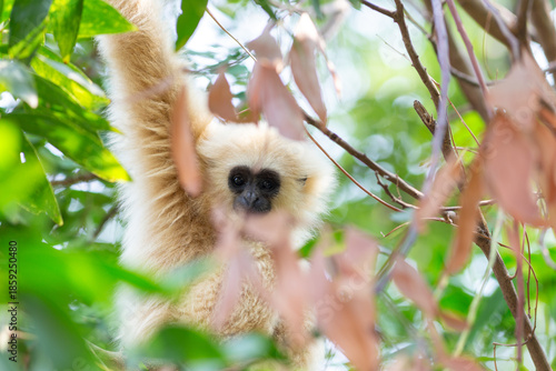 Obraz na płótnie A white furred baby gibbon is a wild mammal sitting in a green forest tree along