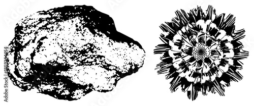 rock and flower vector illustration black and white