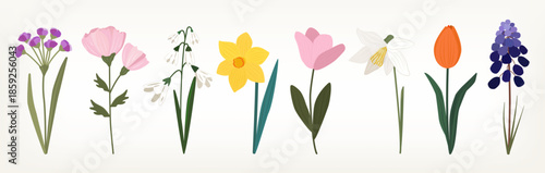 Botanical collection of spring flowers and primroses. Elegant flat vector elements with hand drawn texture isolated on white background for seasonal greeting cards, wedding decor and patterns.