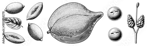 botanical illustrations of figs and pinecones