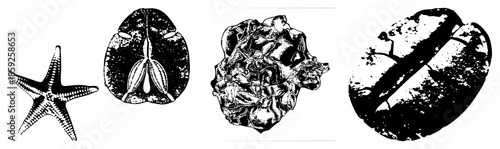 Sea star sand dollar vector