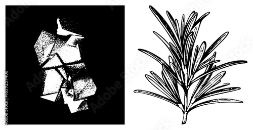 abstract geometric shapes and rosemary sprig vector