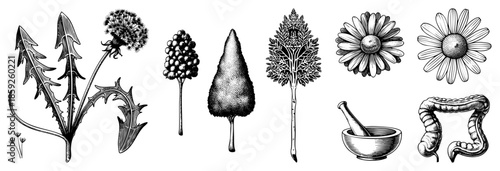 botanical illustrations of dandelion trees and herbs