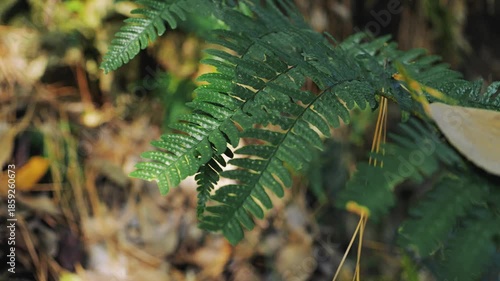 In the forest, ferns, sunlight, natural environment