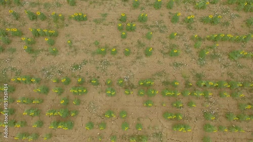 Overhead aerial view of sunflowers field in summer season