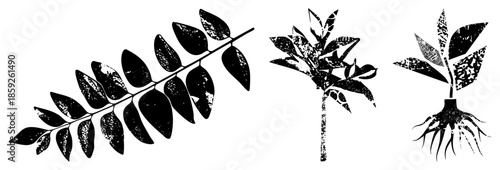 plant leaves stems roots vector illustration