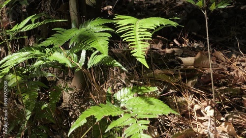 In the forest, ferns, sunlight, natural environment