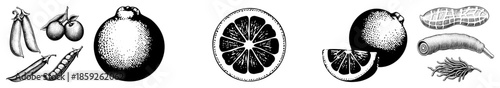 Fresh produce collection black and white vector illustration