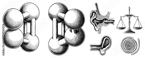 molecular structure ear anatomy justice scales spiral