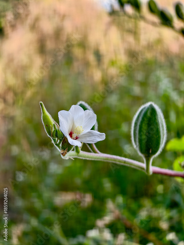 spring flowers in the garden