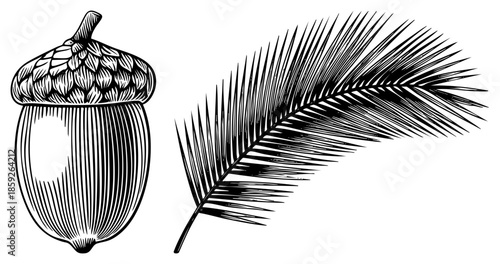 acorn and palm leaf vector illustration