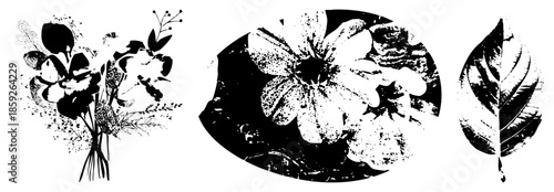 and leaf vector illustrations stylized