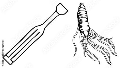 Ginseng root and tuning fork vector illustration