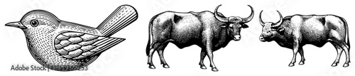bird and two bulls engraved illustration