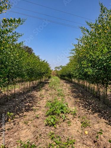 road in the vineyard
