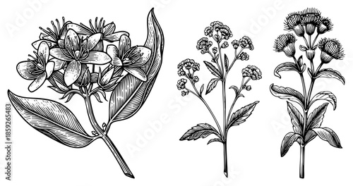 three botanical illustrations of flowering plants