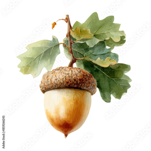 Acorn, watercolor clipart vector, isolated on a white background.