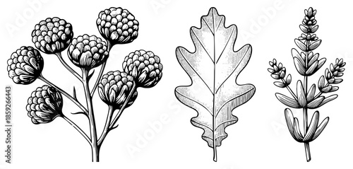 botanical illustrations of tansy oak leaf lavender