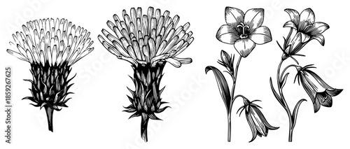 thistle and bellflower botanical illustrations
