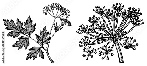 parsley plant and carrot top illustration
