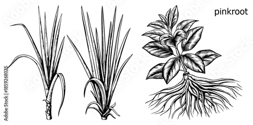 Three botanical plants illustrated in black and white art