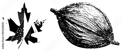 maple leaf and acorn vector illustration