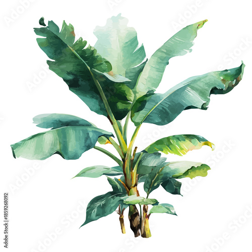 Banana Plant, watercolor drawing vector, isolated on a white background.