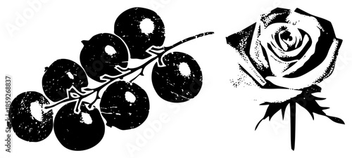 grapes and rose black and white vector illustration