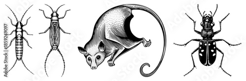 insect and marsupial illustrations