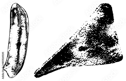 dinosaur teeth vector illustration