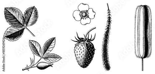 botanical illustrations of strawberry rose and cattail