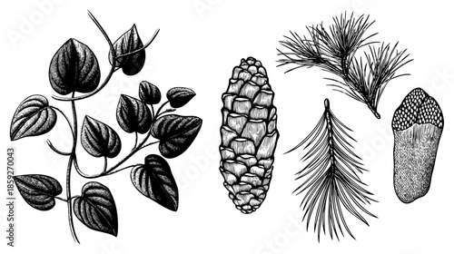 botanical illustrations of heartleaf vine pinecone and pine