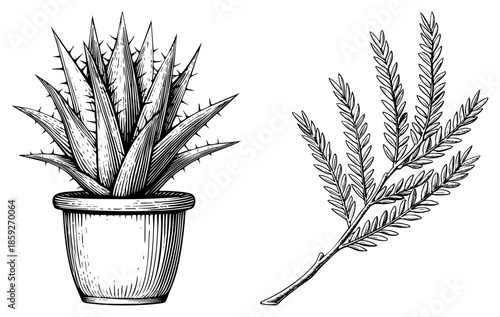 potted succulent and leafy branch vector illustration