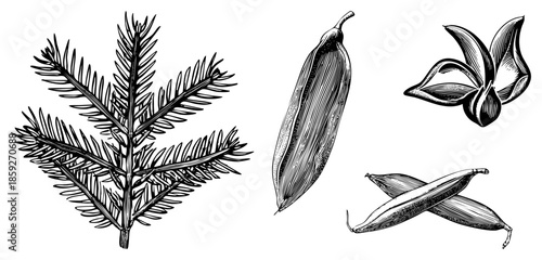 botanical illustrations of pine branch and legume pods