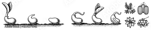 Seed germination stages and fruit botanicals illustration