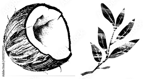 coconut half and olive branch vector illustration