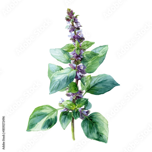 watercolor vector of Holy Basil, isolated on a white background.