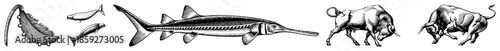 Fish and bull illustrations