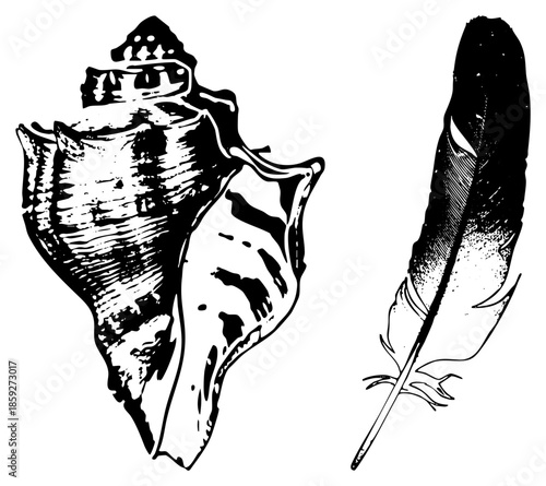 conch and feather black and white illustration
