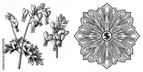 botanical illustration of bleeding heart plant and ornamental dollar sign flower