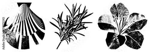 scallop rosemary flower vector