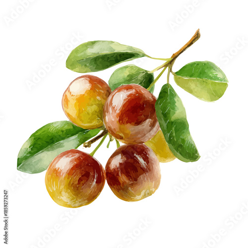 Jujube, watercolor drawing vector, isolated on a white background.