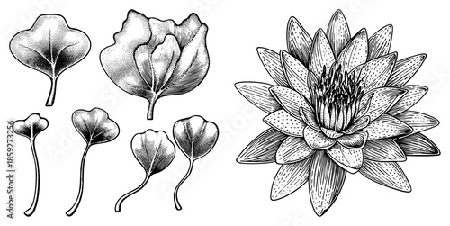 botanical illustrations of ginkgo leaves and lotus flower