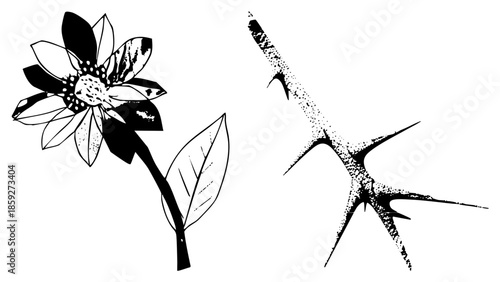 flower and vector illustration
